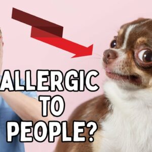 Are YOU Causing Your Dog To Itch?