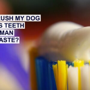 Can You Use Human Toothpaste on a Dog or Cat? | Pet Dental Care Series