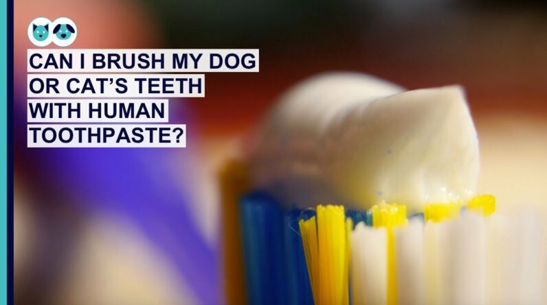 Can You Use Human Toothpaste on a Dog or Cat? | Pet Dental Care Series