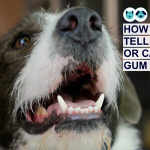 How Can I Tell If My Dog or Cat Has Gum Disease?