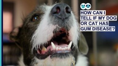 How Can I Tell If My Dog or Cat Has Gum Disease?