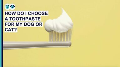 How Do I Choose a Toothpaste for My Dog or Cat? | Pet Dental Care Series