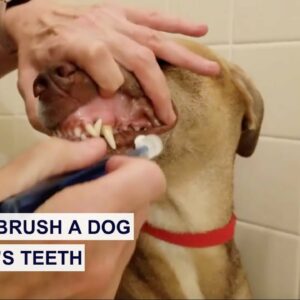 How to Brush Your Dog and Cat's Teeth | Pet Dental Care Series