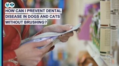 How to Clean Your Cat or Dog's Teeth Without Brushing | Pet Dental Care Series