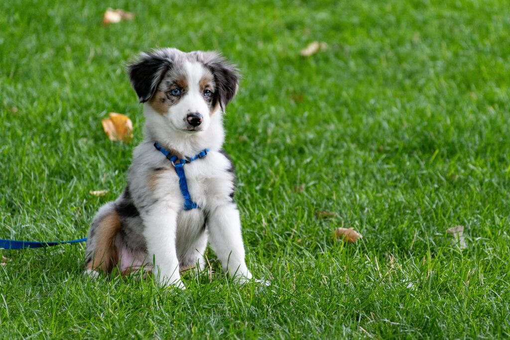 puppy potty training