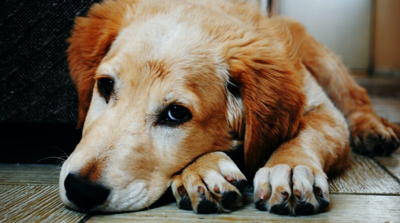 clipping dog nails