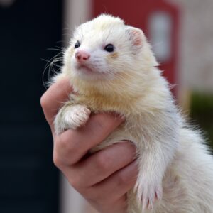 Quick Guide to ferrets