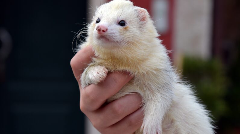 Quick Guide to ferrets