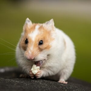 hamster