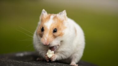 hamster