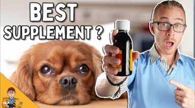 Should You Replace Your Dog's Meds With CBD (will it work + is it safe)?