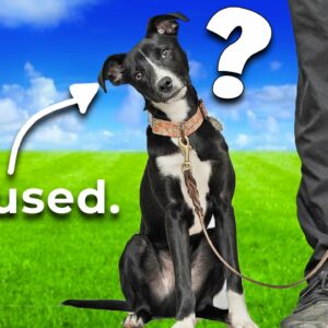 STOP Confusing Your Puppy With Bad Information!