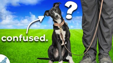 STOP Confusing Your Puppy With Bad Information!