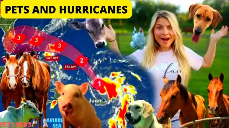 PETS AND HURRICANES: 10 THINGS YOU NEED TO KNOW BEFORE EVACUATING WITH PETS