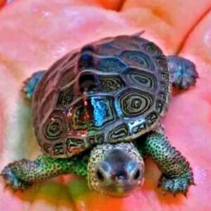 12 Fascinating & Fun Turtle Facts You Never Knew