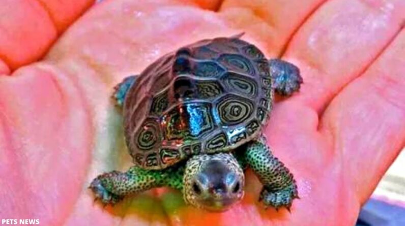 12 Fascinating & Fun Turtle Facts You Never Knew