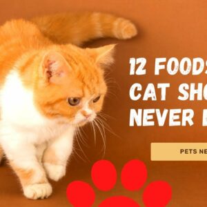 12 Foods Your Cats Should Never Eat