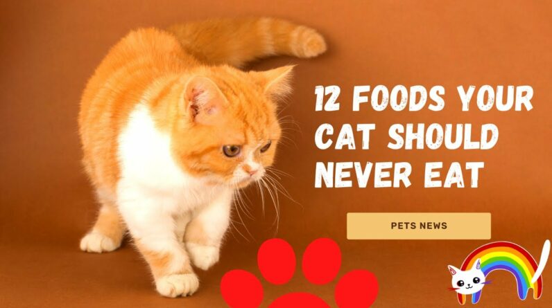 12 Foods Your Cats Should Never Eat