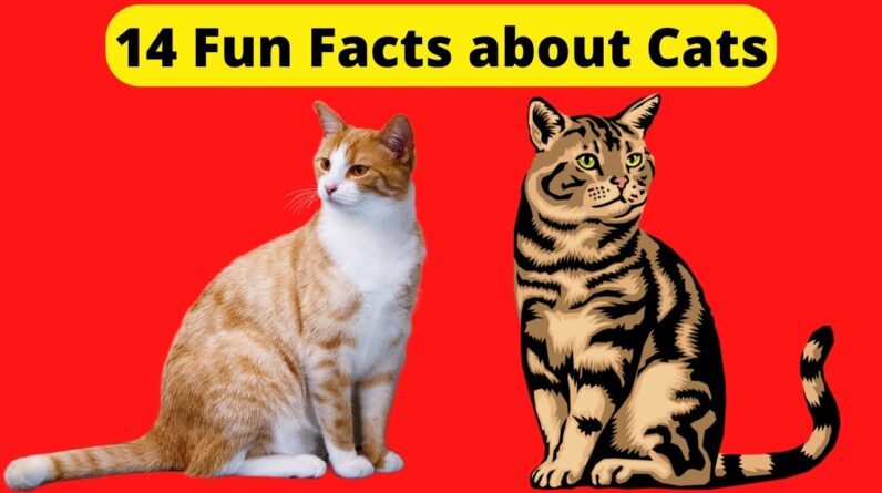 14 Fun Facts about Cats