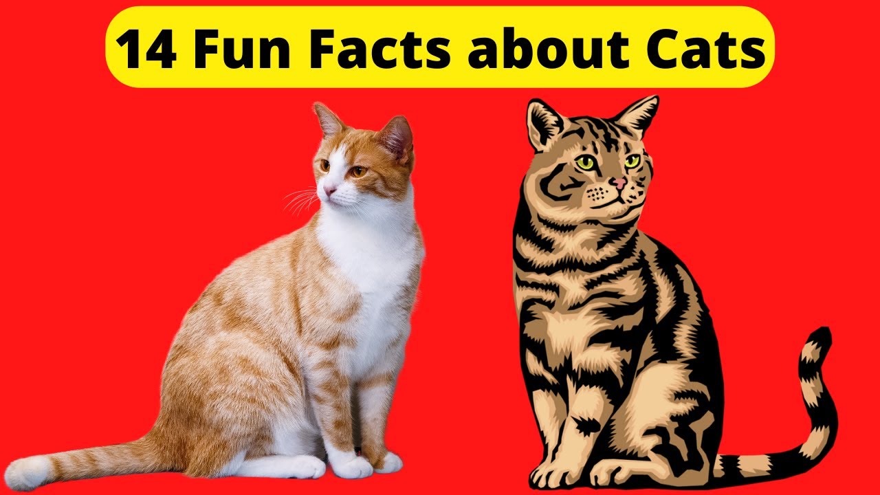 14 Fun Facts about Cats - Pet Life News