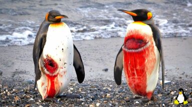 7 Penguin Secrets That Were Hidden for a Century