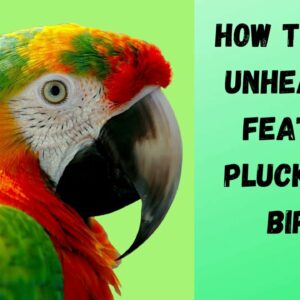 How to Stop Unhealthy Feather Plucking in Birds and Treatments