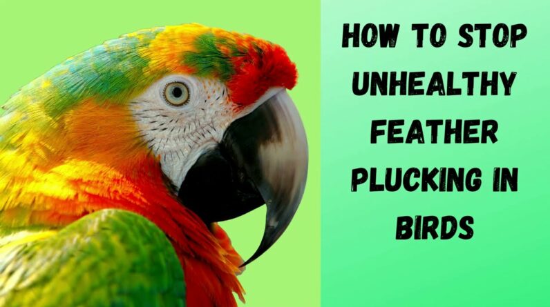 How to Stop Unhealthy Feather Plucking in Birds and Treatments