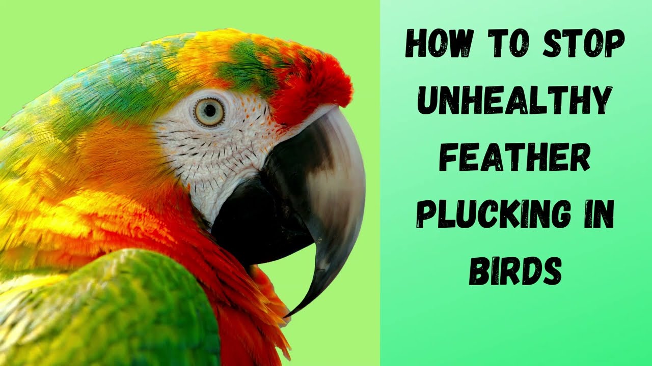 How to Stop Unhealthy Feather Plucking in Birds and Treatments Pet
