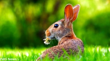 How To Tell If Your Rabbit Is Happy