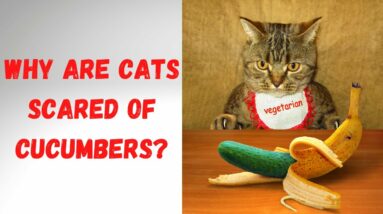 Why Are Cats Scared of Cucumbers?