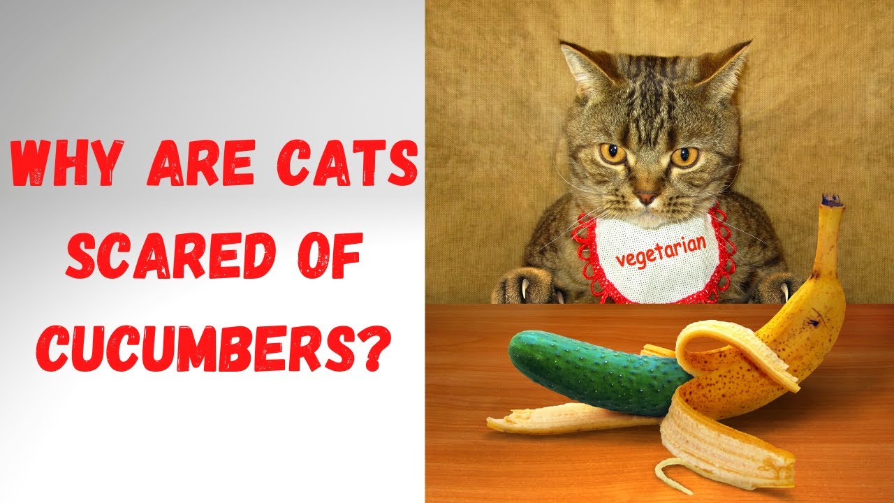 are cats actually scared of cucumbers