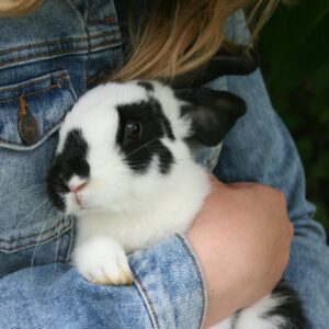 rabbit hutches