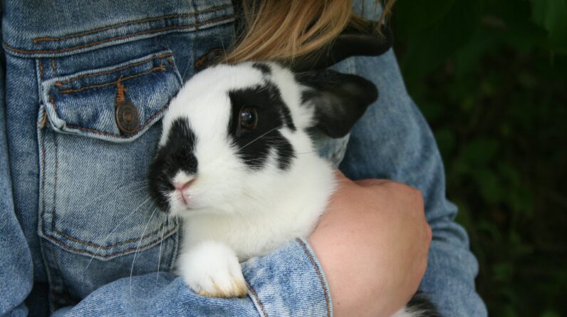 rabbit hutches