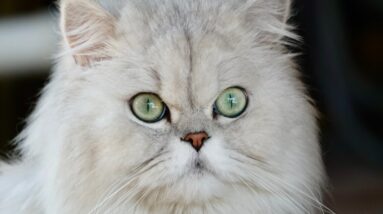 persian cat care silver Persian Feline