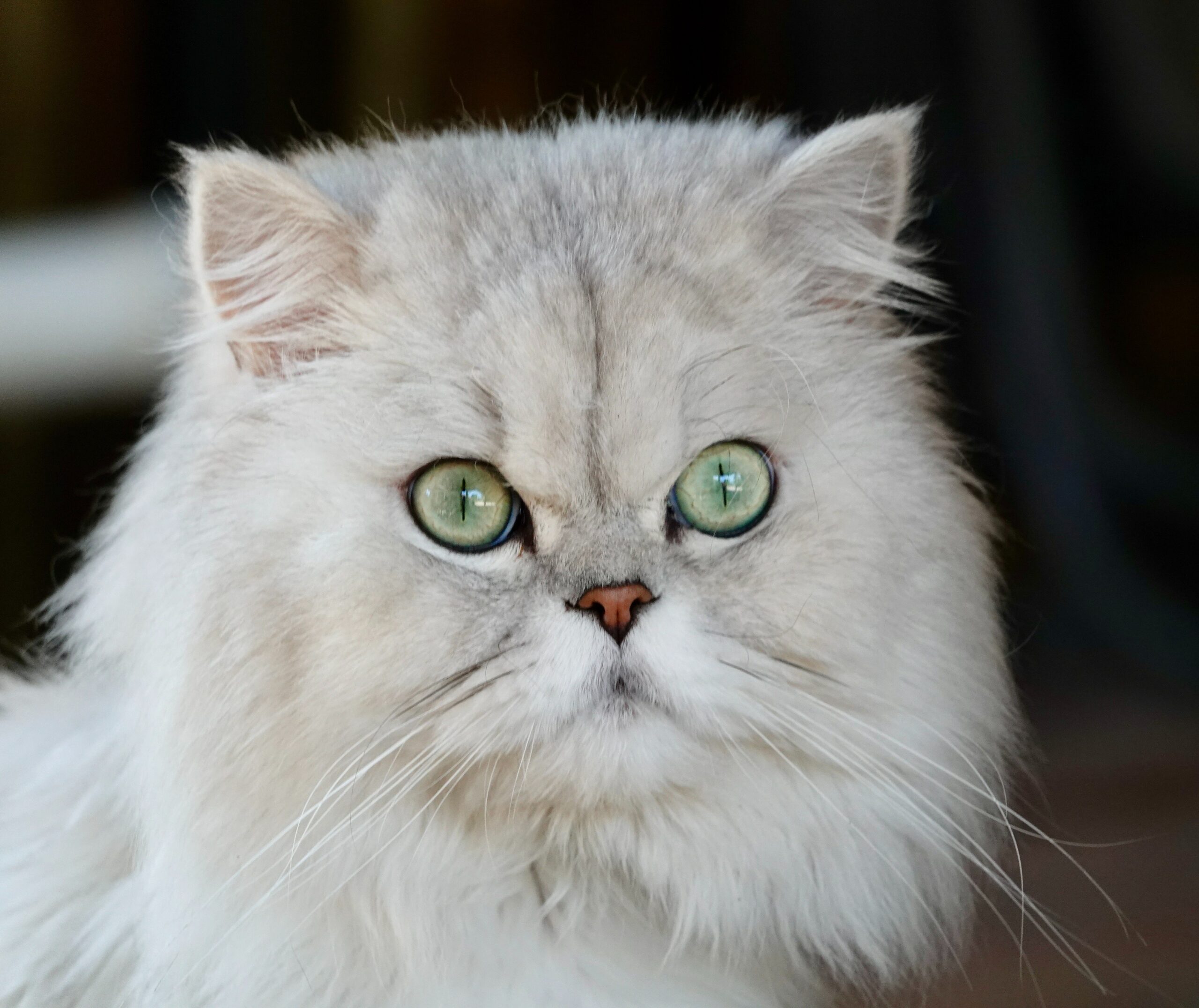 Persian Cat Care Caring for Adopted Persian Cats Pet Life News