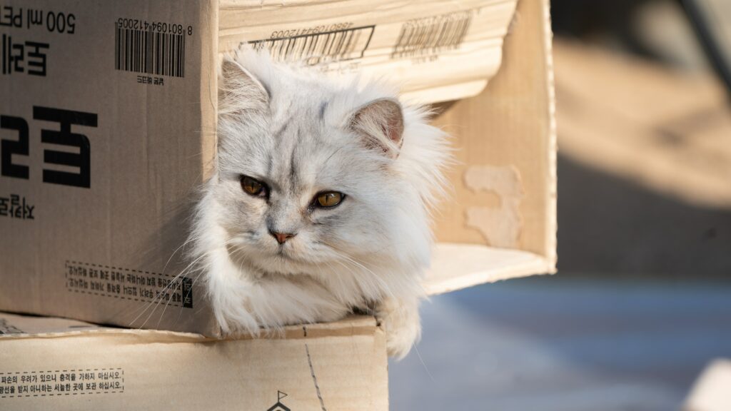 caring for persian cat