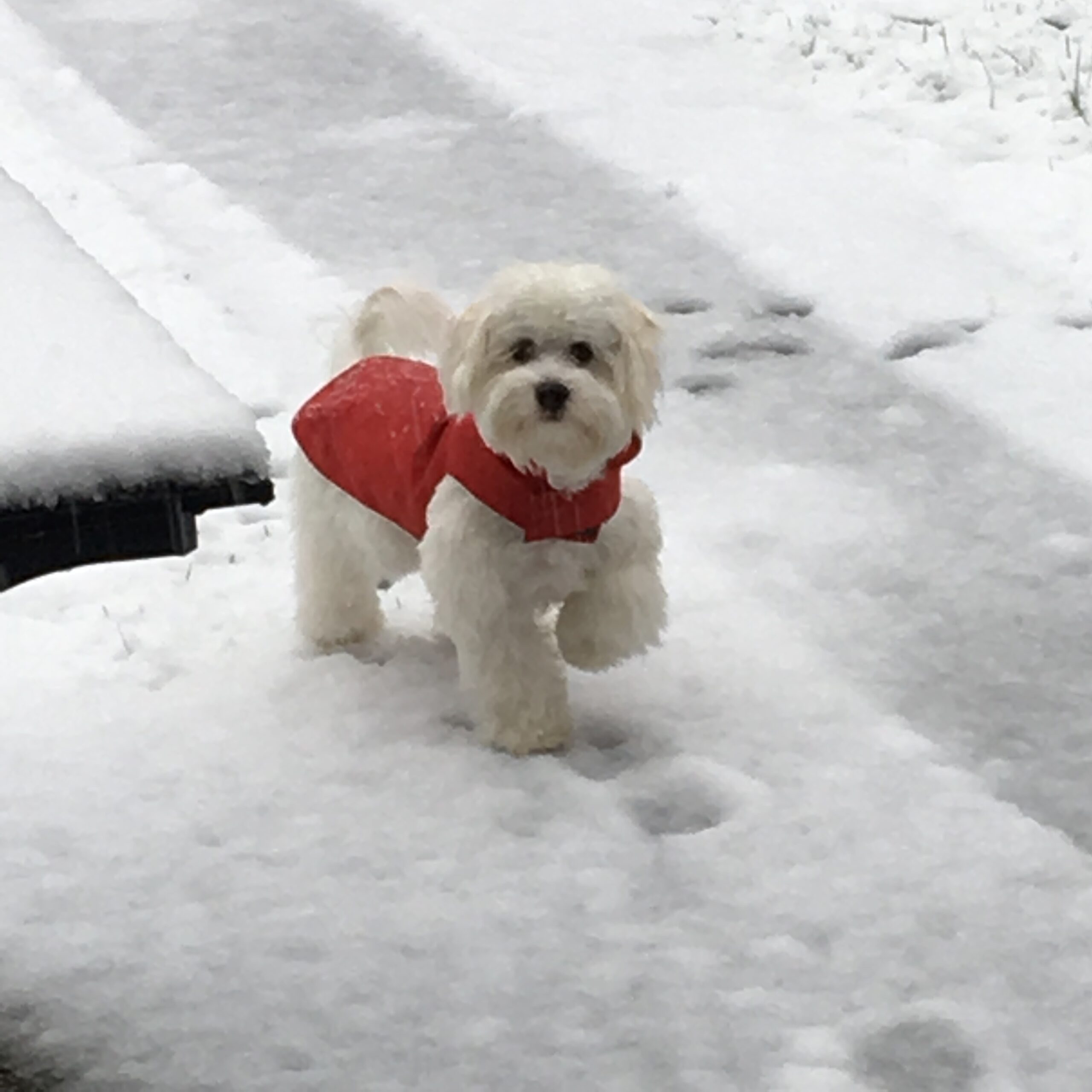 4 Tips To Fix Your Puppy Potty Training Problems - Pet Life News