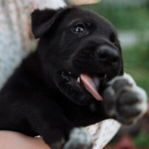 Puppies first week at home